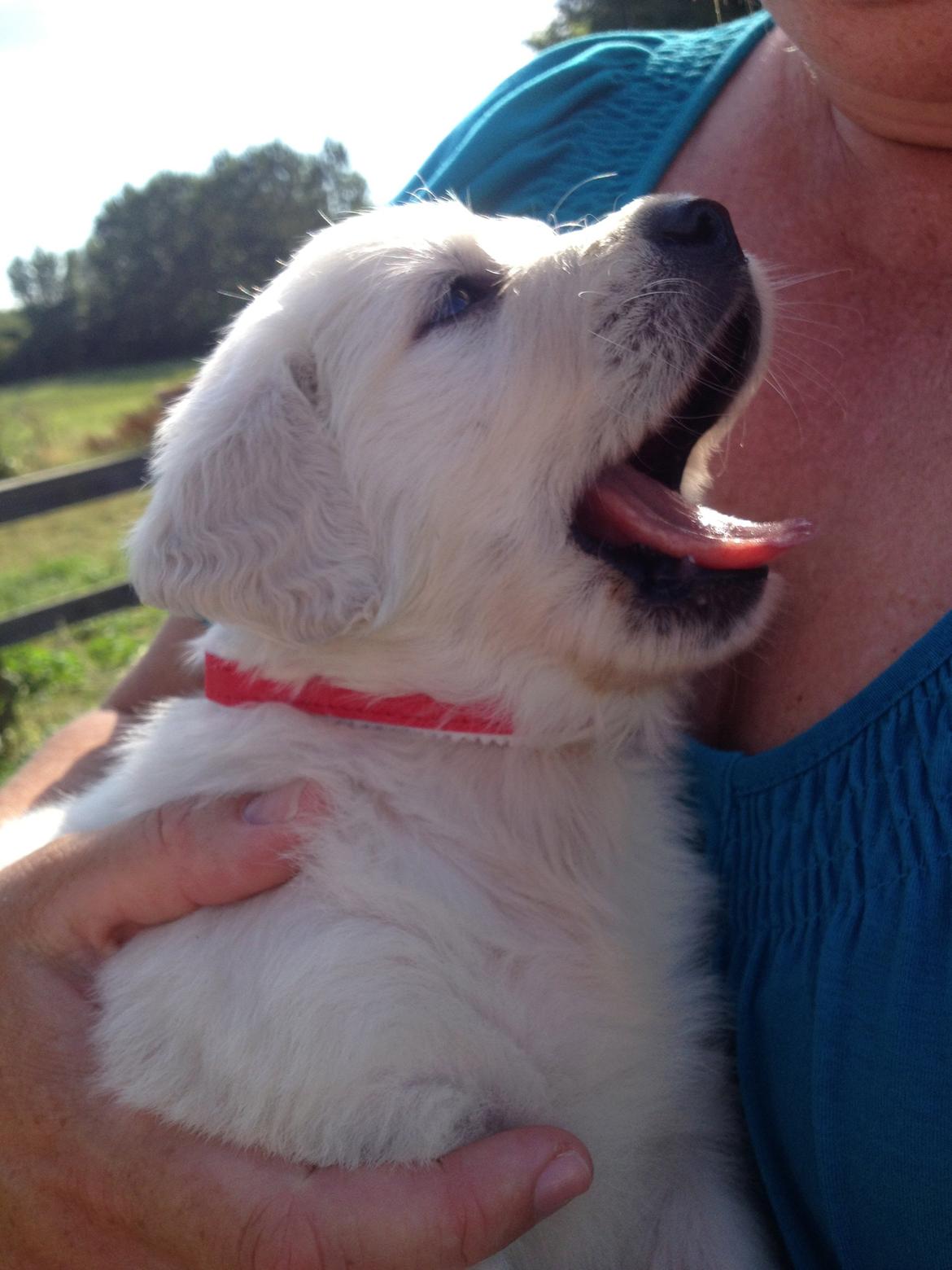 Golden retriever Fifi billede 11