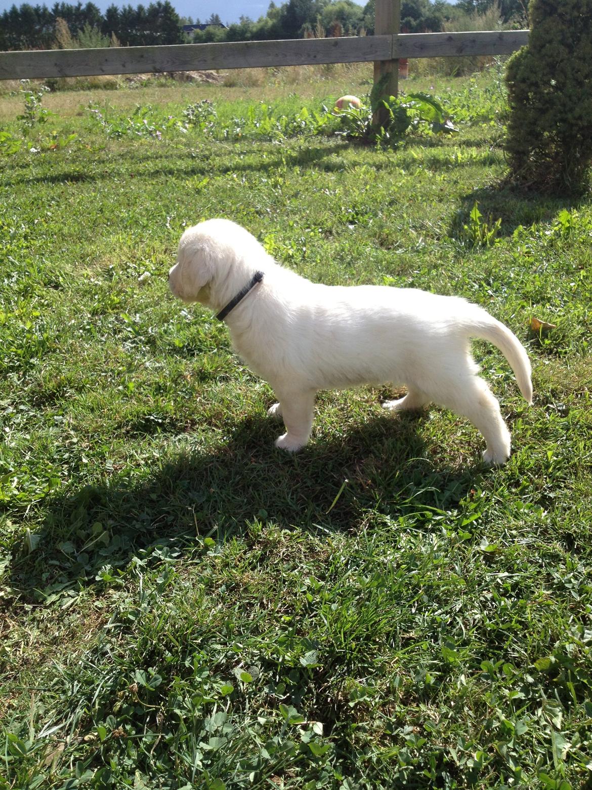 Golden retriever Fifi billede 18