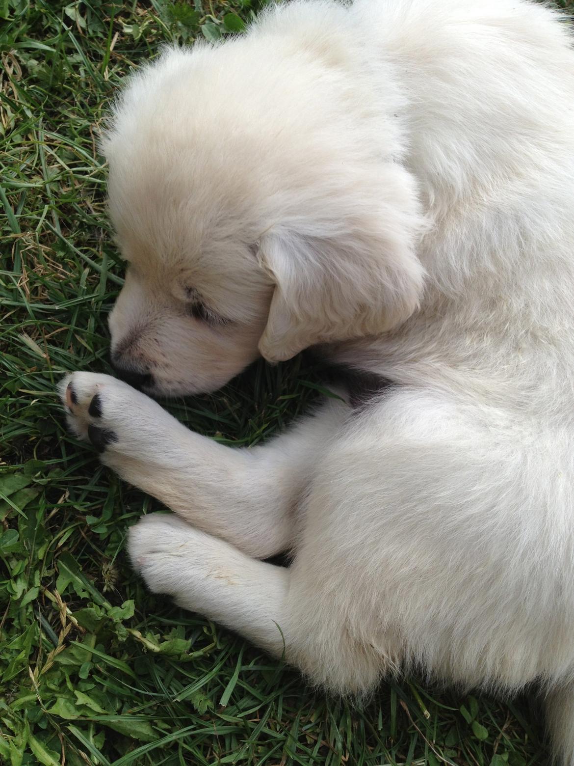 Golden retriever Fifi billede 19