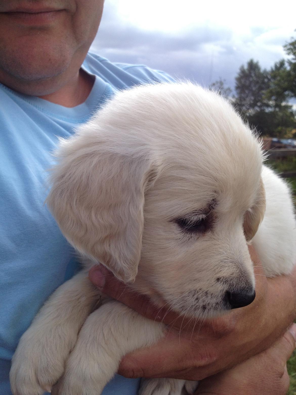 Golden retriever Fifi billede 20