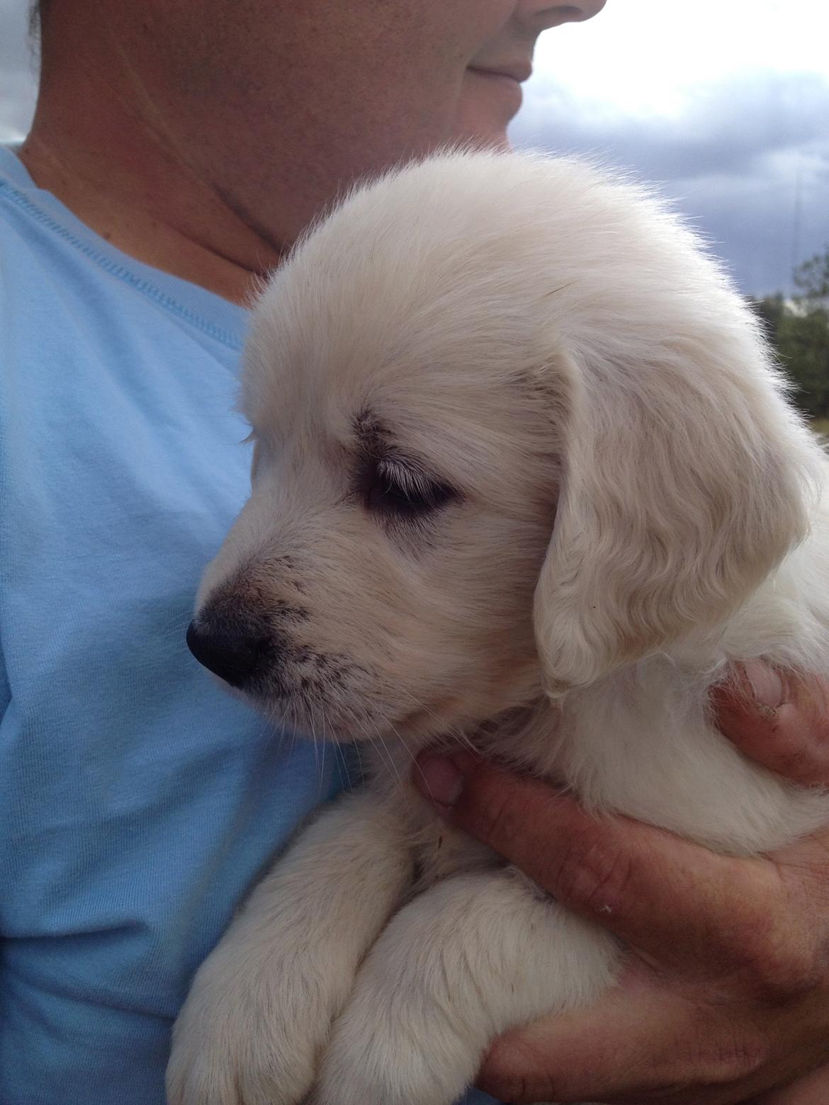 Golden retriever Fifi billede 21