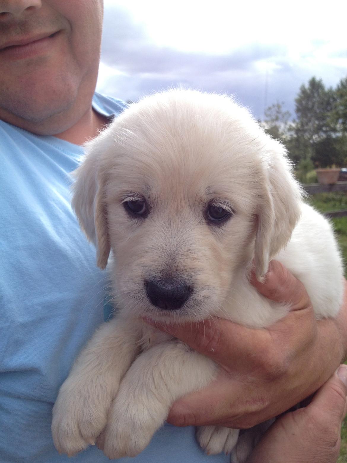 Golden retriever Fifi billede 22
