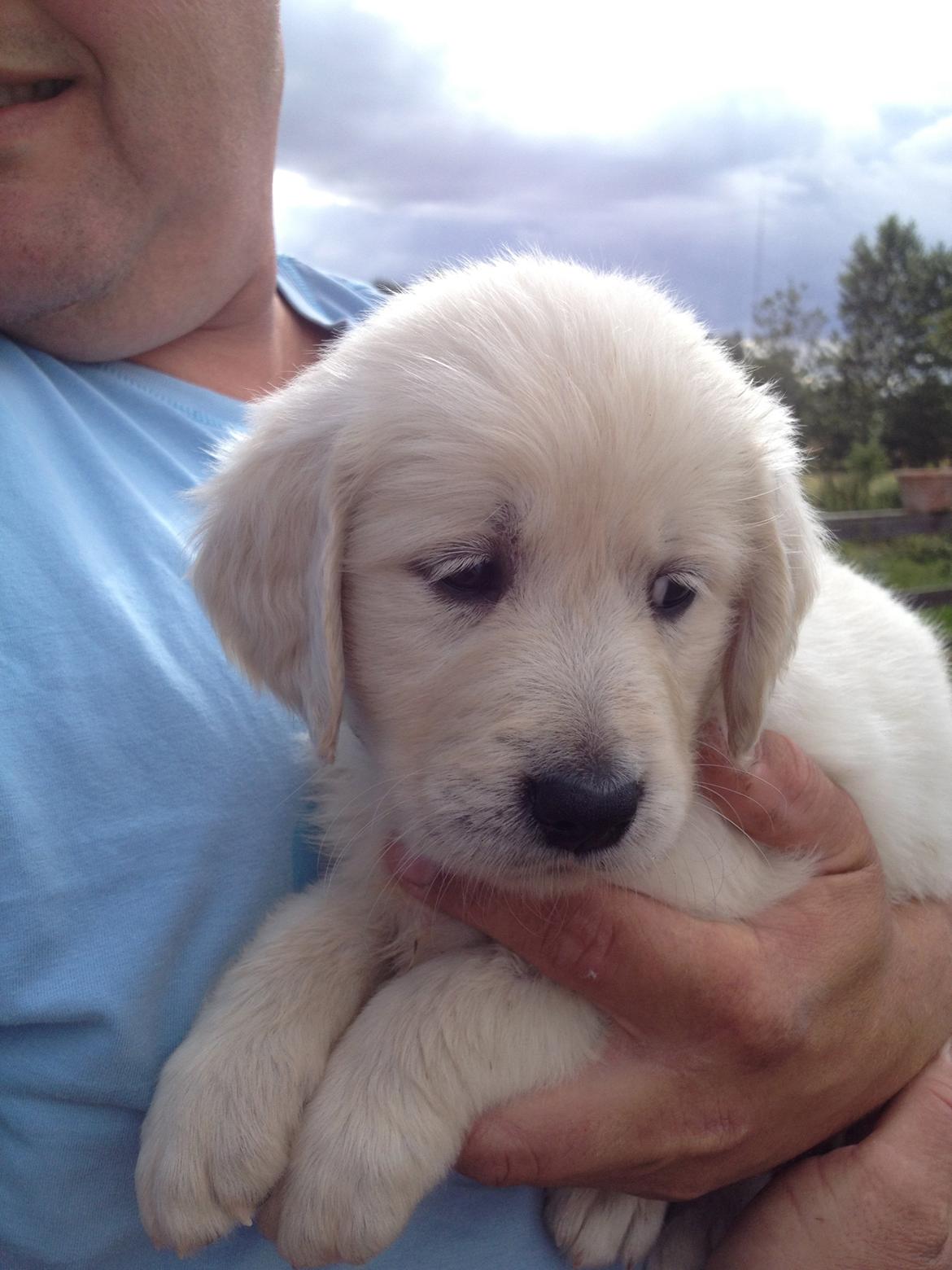 Golden retriever Fifi billede 23