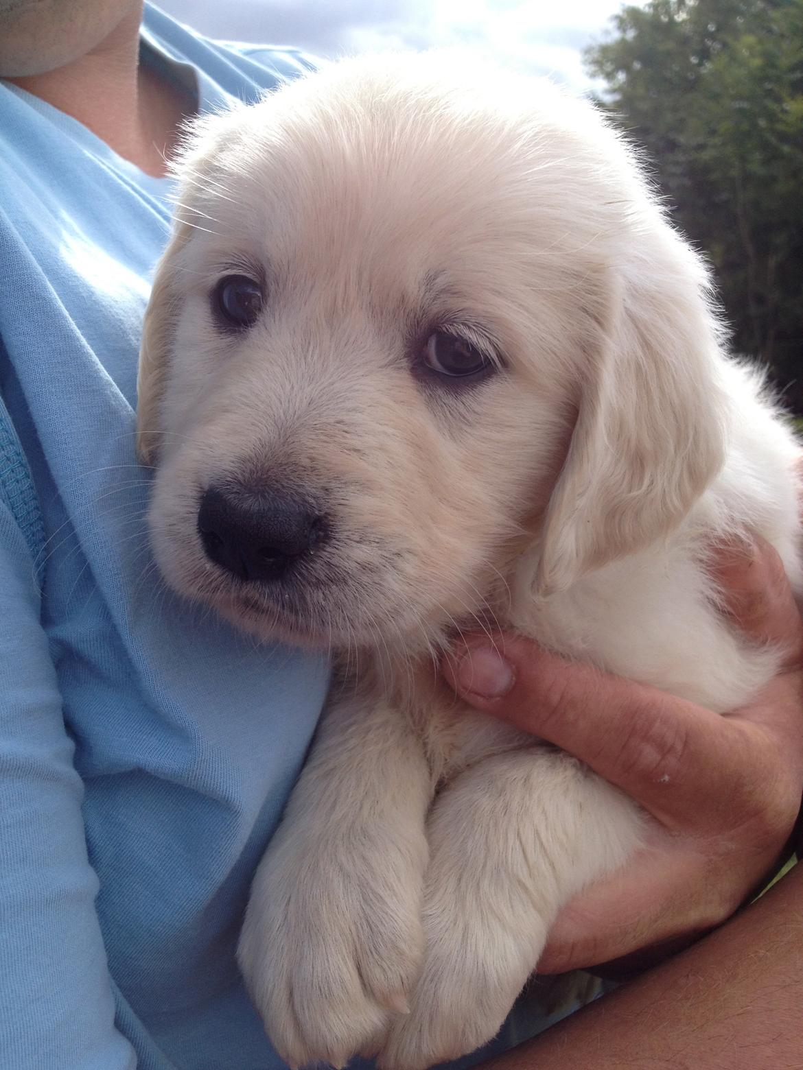 Golden retriever Fifi billede 24