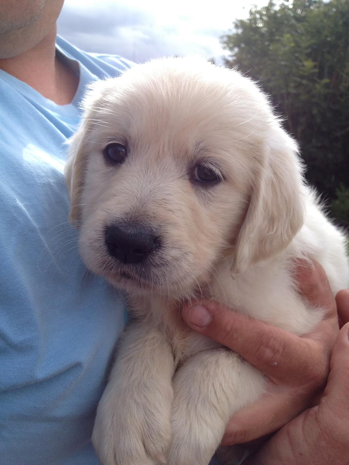 Golden retriever Fifi billede 25