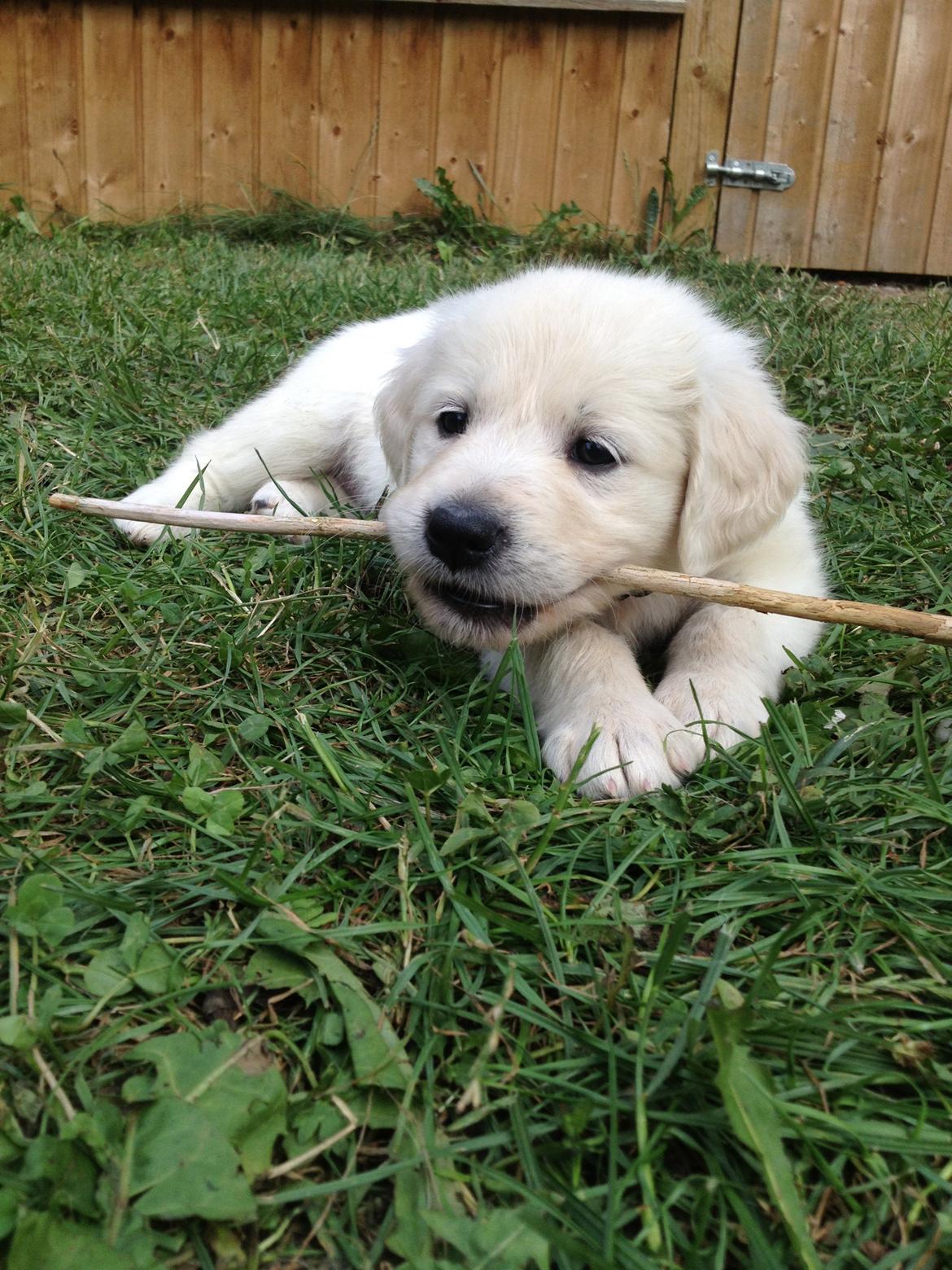 Golden retriever Fifi billede 26