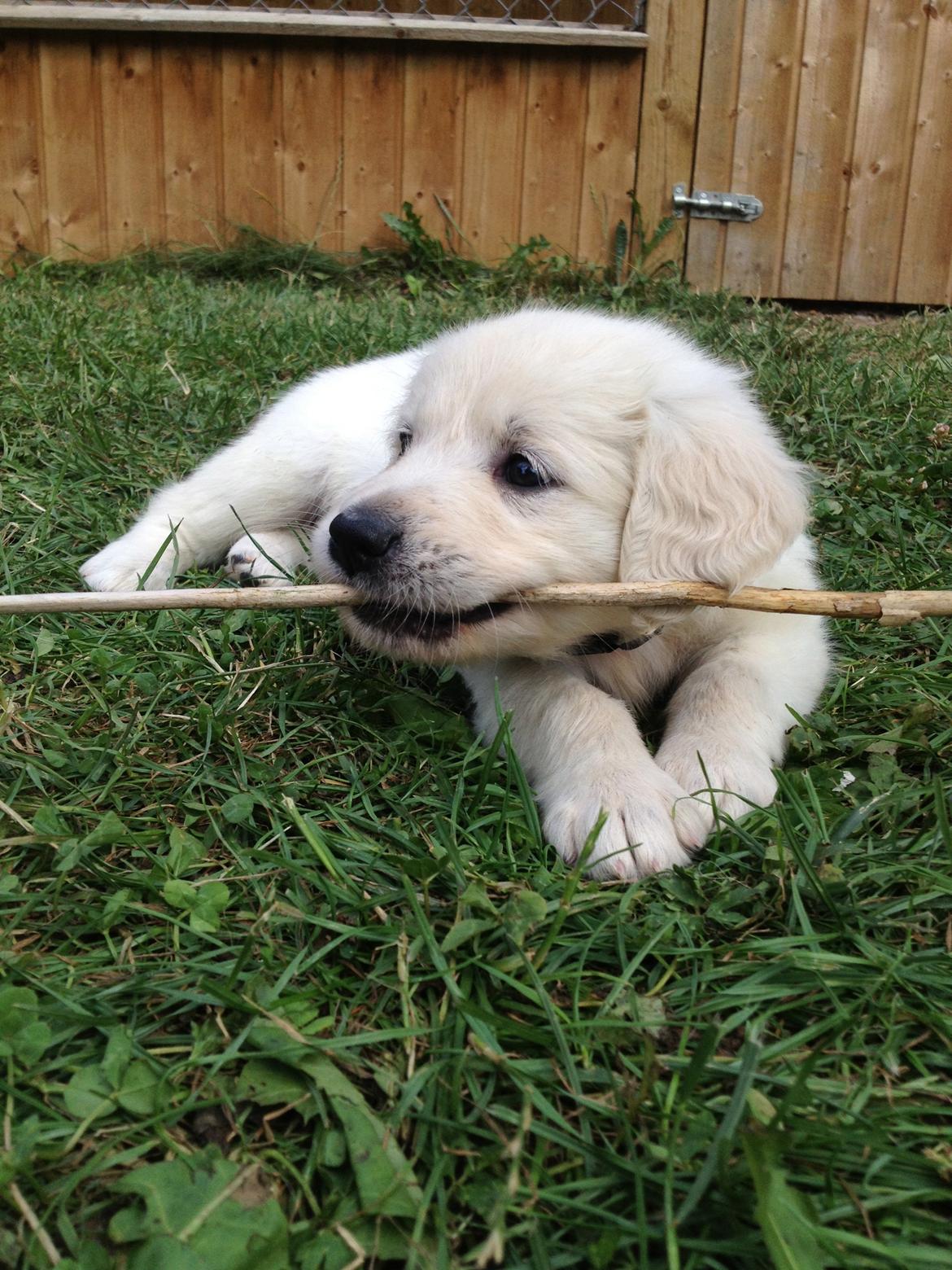 Golden retriever Fifi billede 27