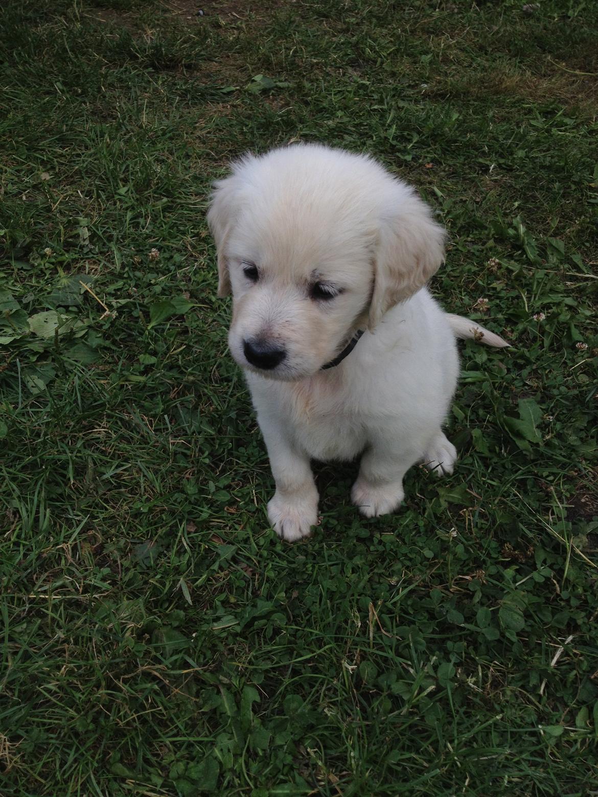 Golden retriever Fifi billede 28