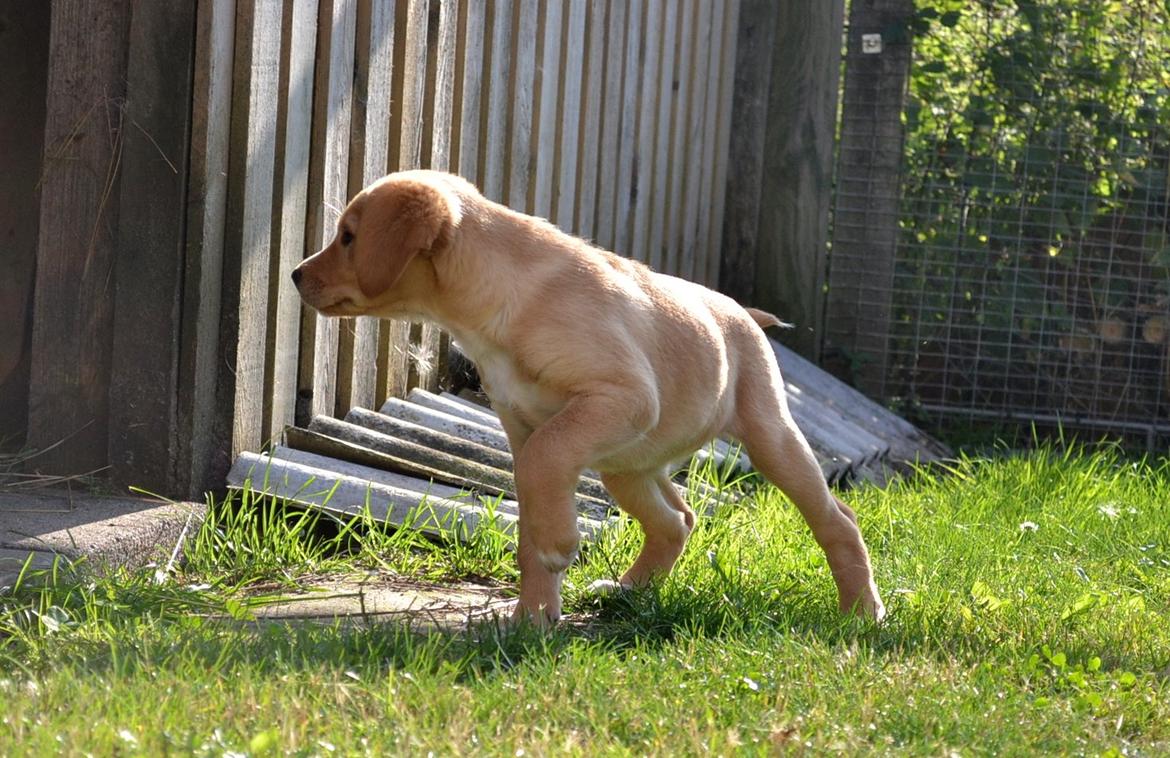 Blanding af racer Luna *Min mors hund* billede 18