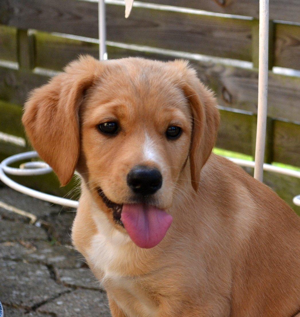 Blanding af racer Luna *Min mors hund* billede 8