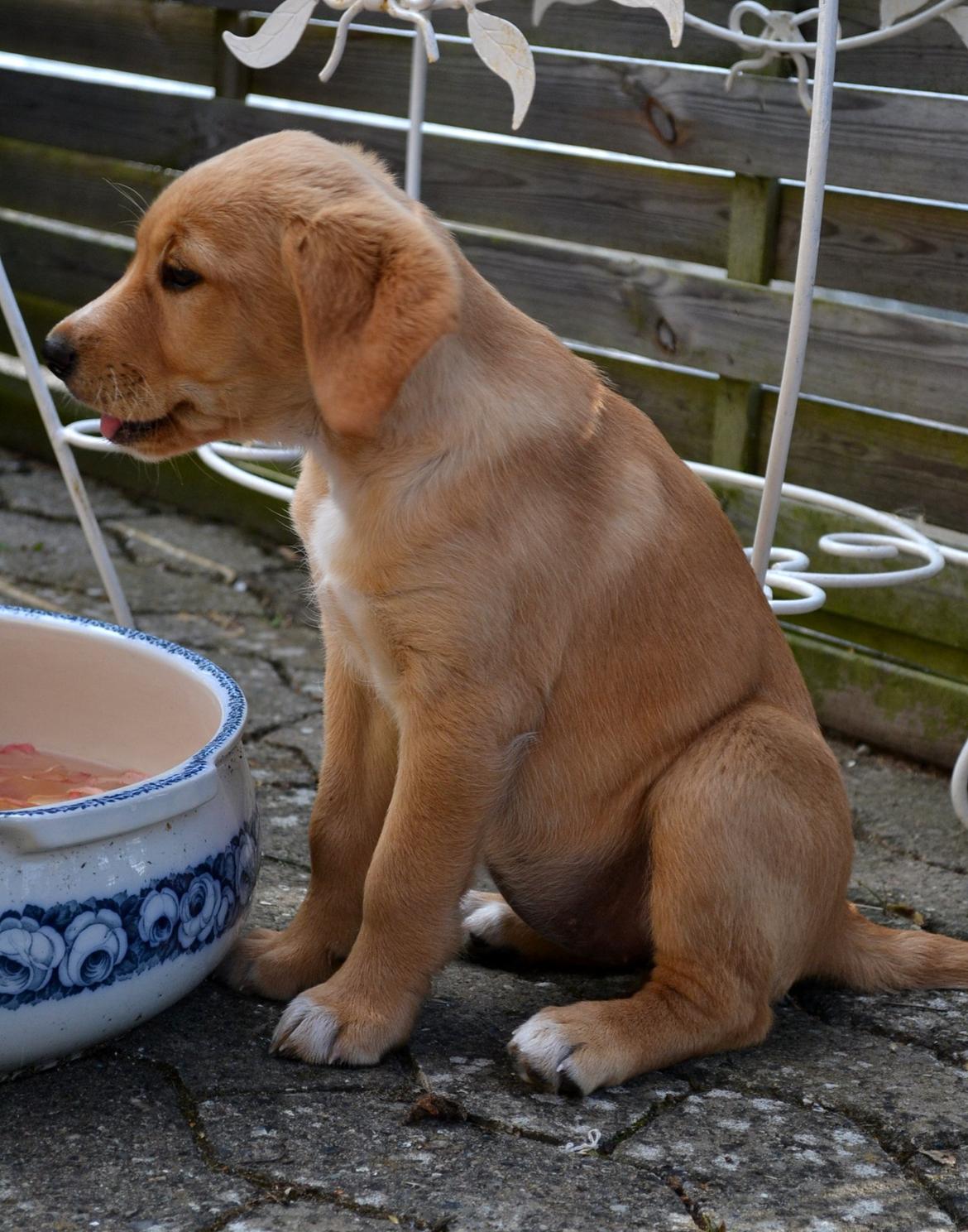 Blanding af racer Luna *Min mors hund* billede 9