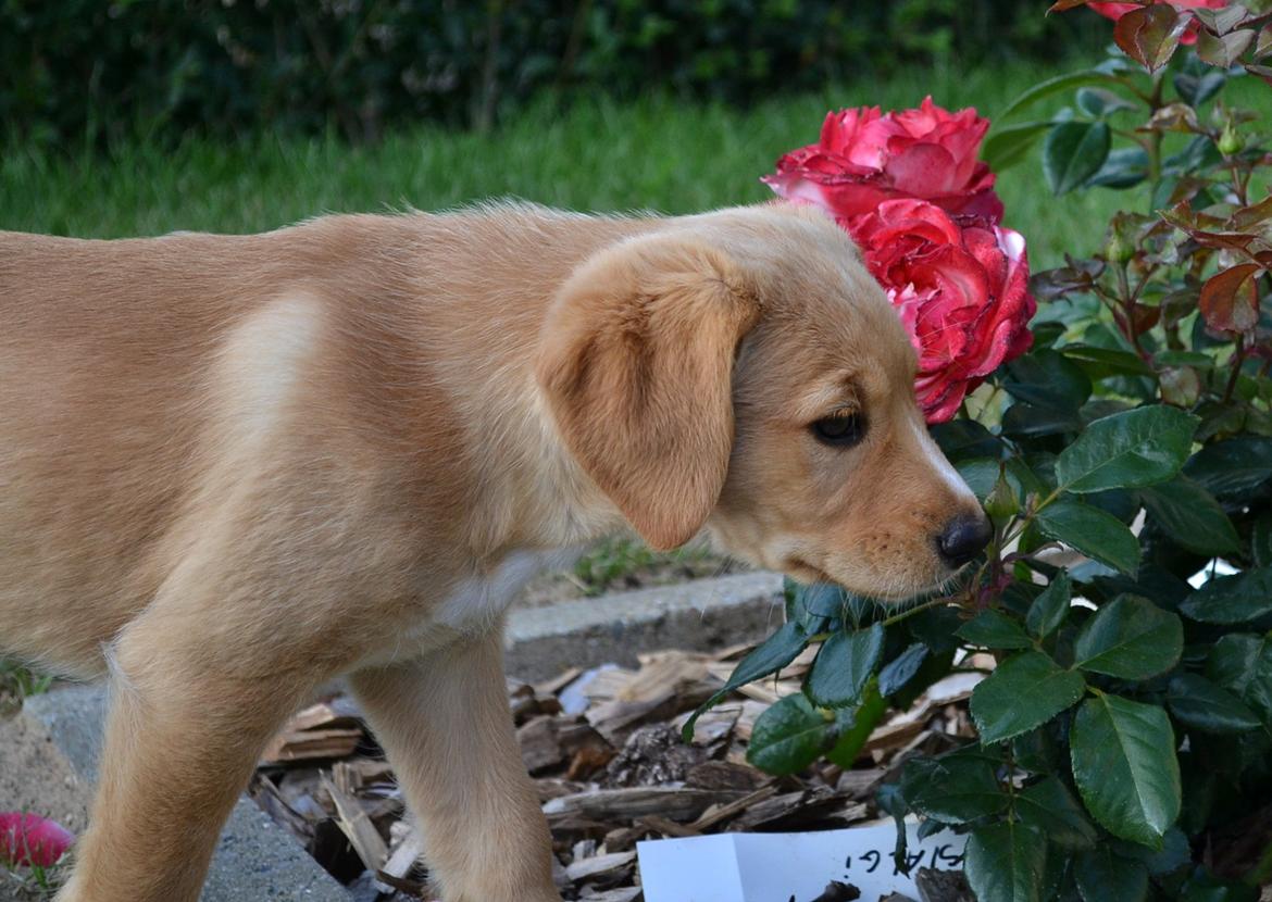 Blanding af racer Luna *Min mors hund* billede 19