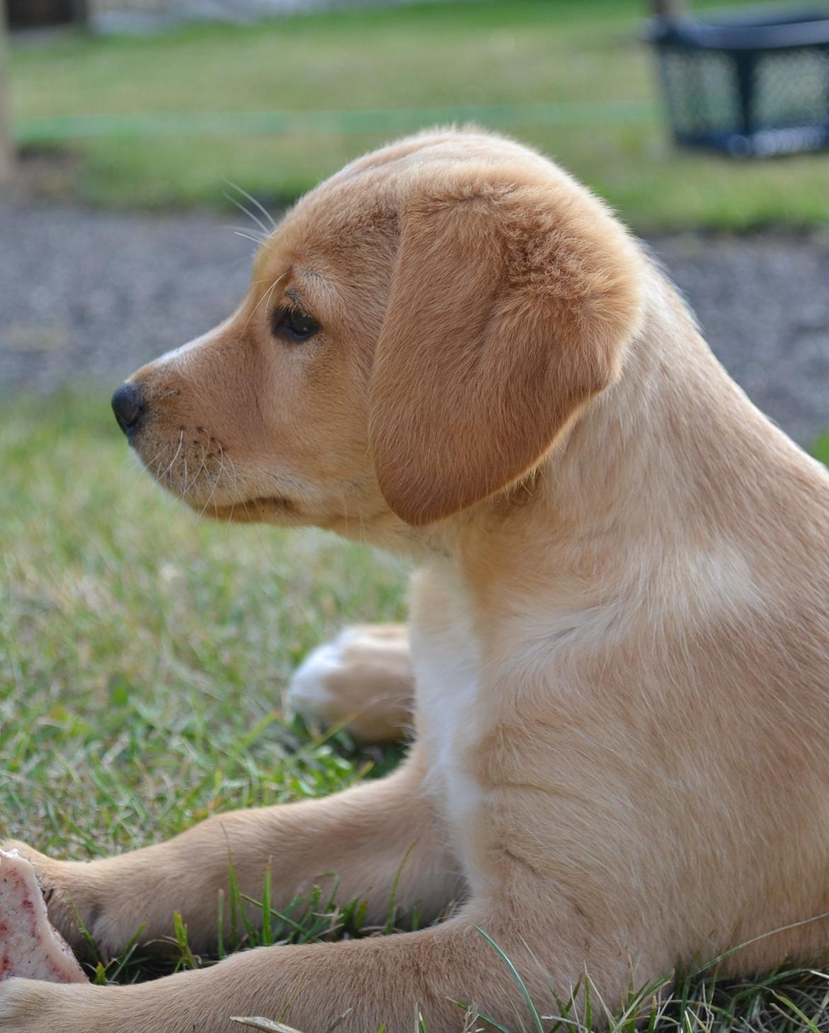 Blanding af racer Luna *Min mors hund* billede 12