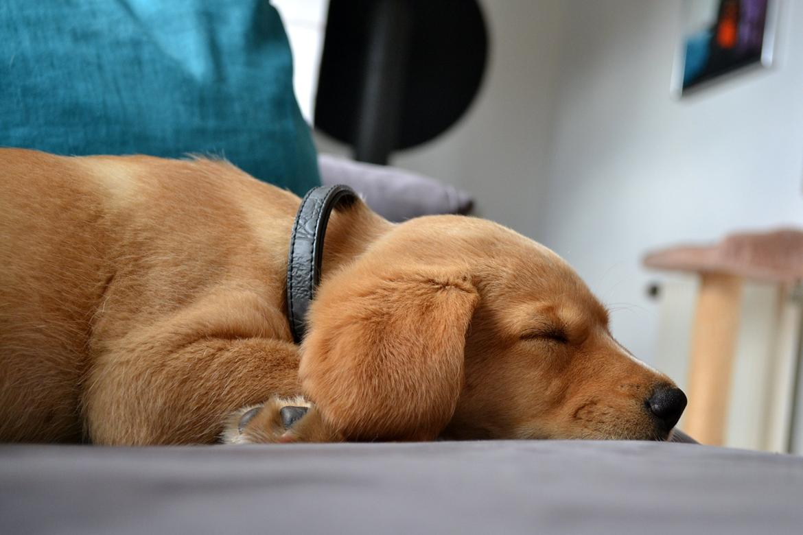 Blanding af racer Luna *Min mors hund* billede 13