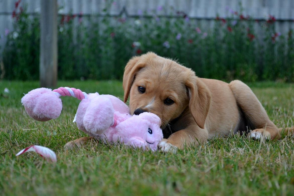 Blanding af racer Luna *Min mors hund* billede 14