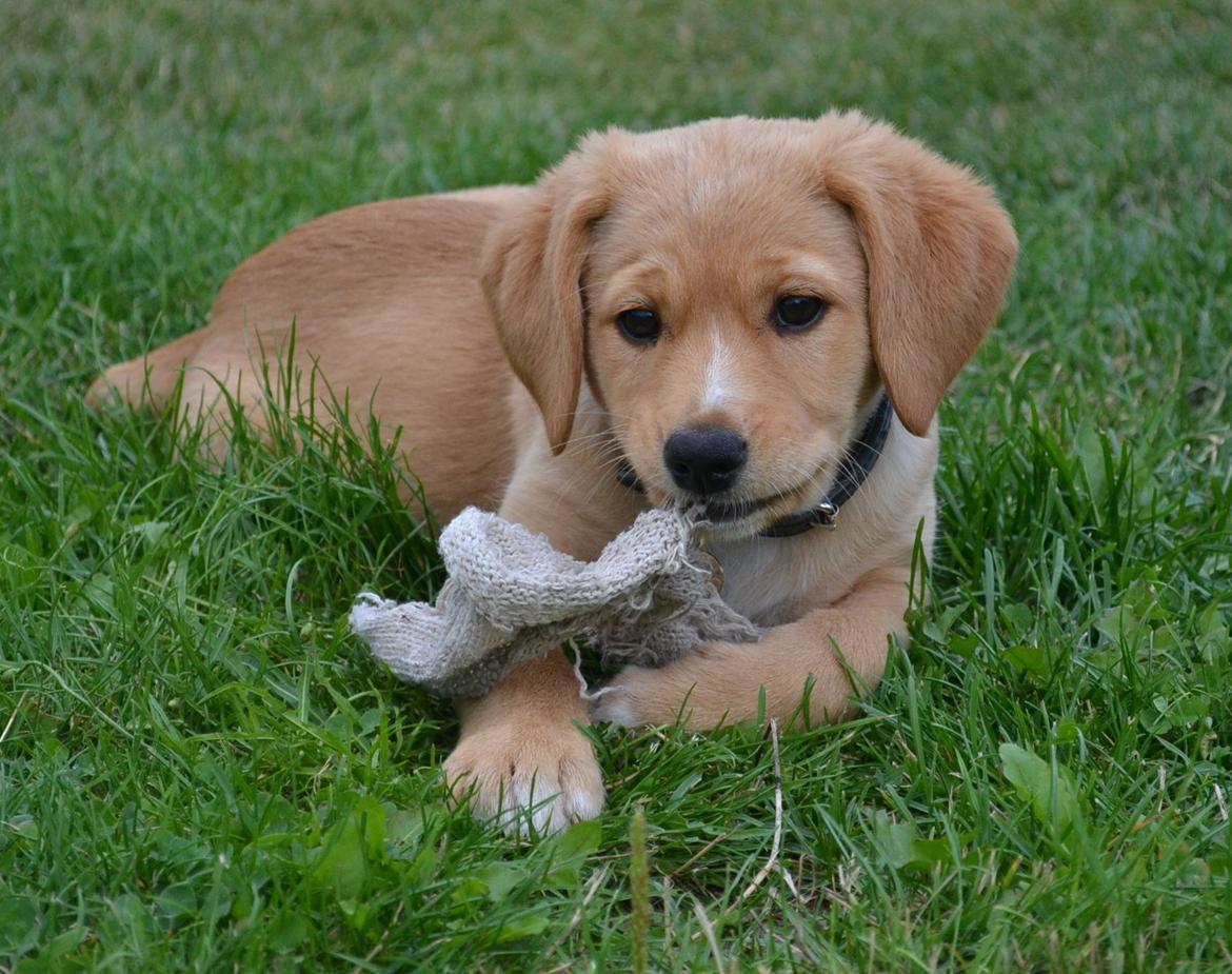 Blanding af racer Luna *Min mors hund* billede 16