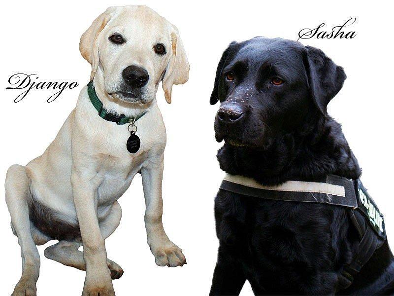 Labrador retriever Sasha - redigering: Nastassja Borchmann billede 2