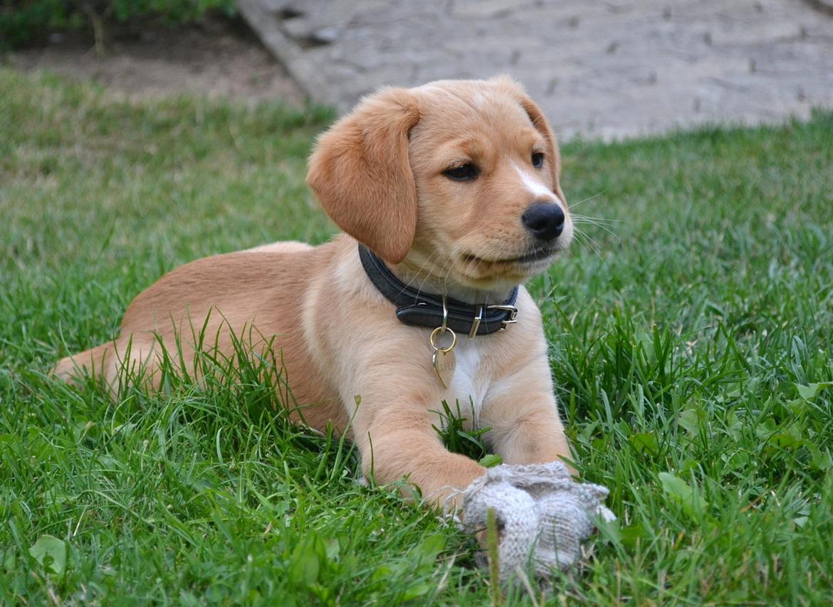 Blanding af racer Luna *Min mors hund* billede 11