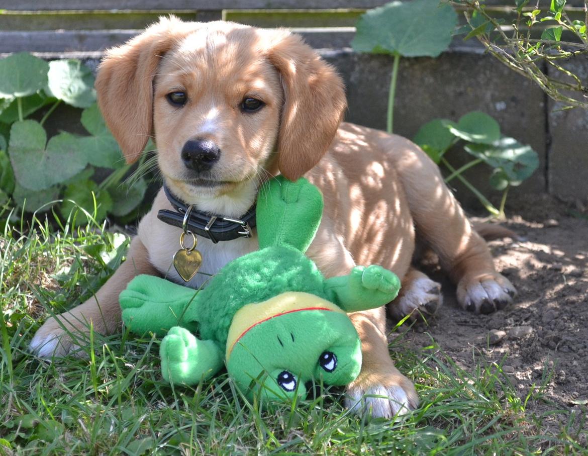 Blanding af racer Luna *Min mors hund* billede 5