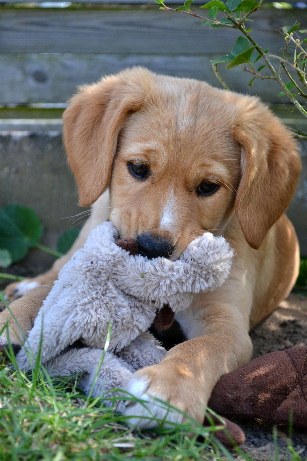 Blanding af racer Luna *Min mors hund* billede 17