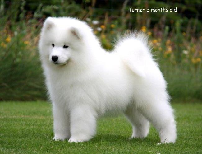 Samojedhund Cabaka's Turn It Up -"Turner" billede 2