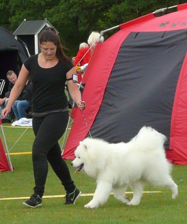 Samojedhund Cabaka's Turn It Up -"Turner" - Turner 16 mdr billede 11