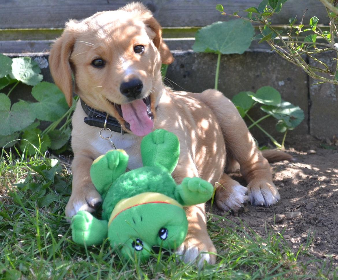 Blanding af racer Luna *Min mors hund* billede 20