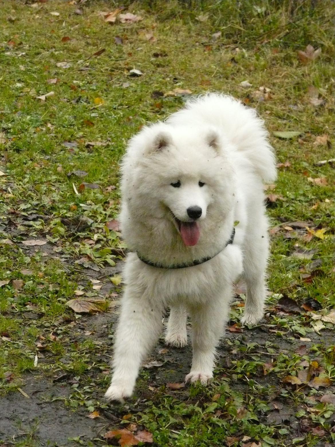 Samojedhund Cabaka's Turn It Up -"Turner" billede 12