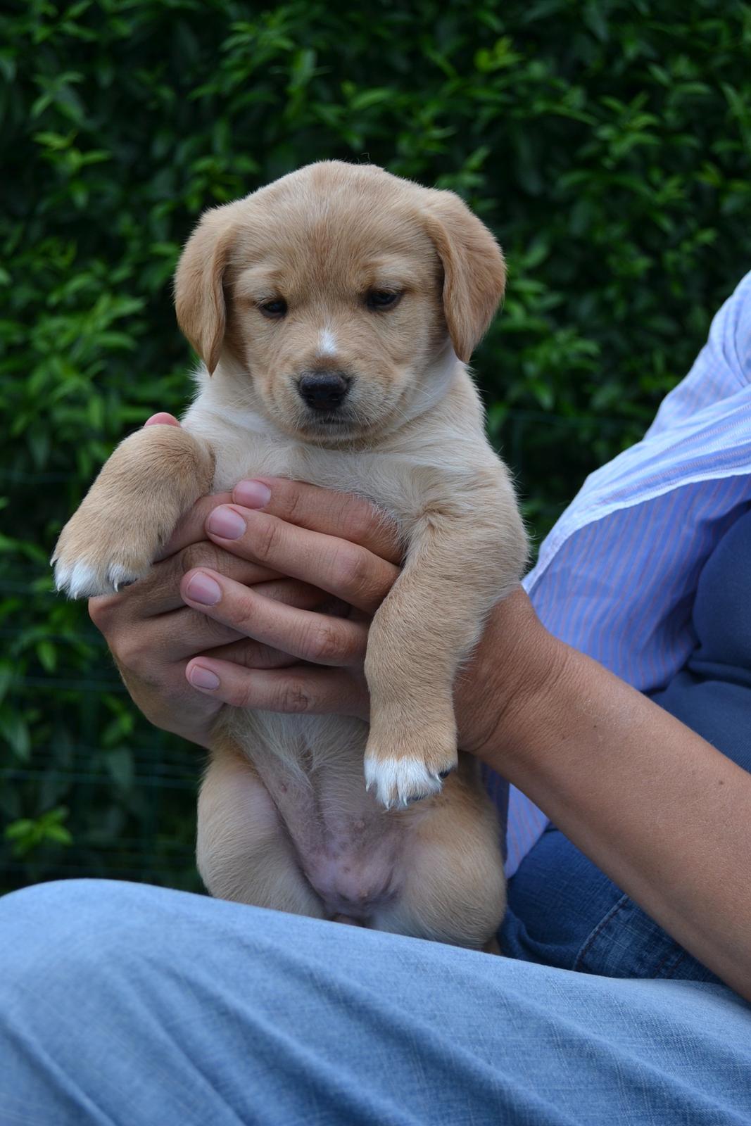 Blanding af racer Luna *Min mors hund* - Luna 5 uger gammel, sidder hos min mor billede 21