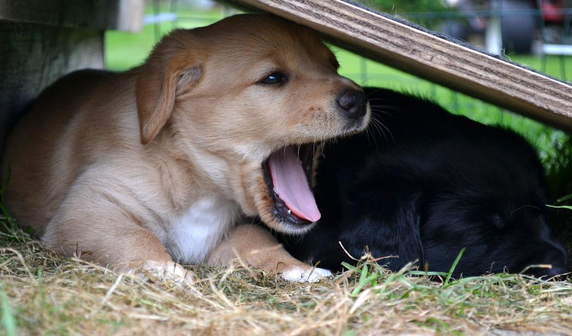 Blanding af racer Luna *Min mors hund* - 5 uger gamle Luna billede 15