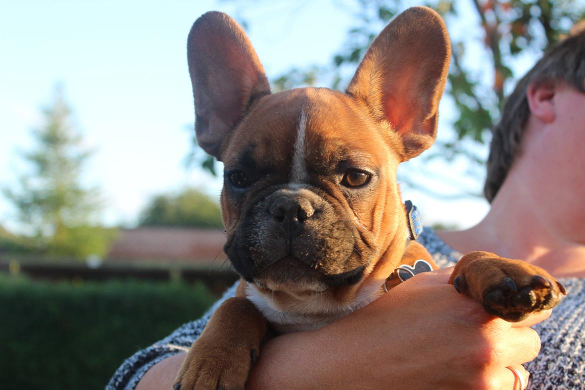 Fransk bulldog Arnold - 15 uger :-) billede 40