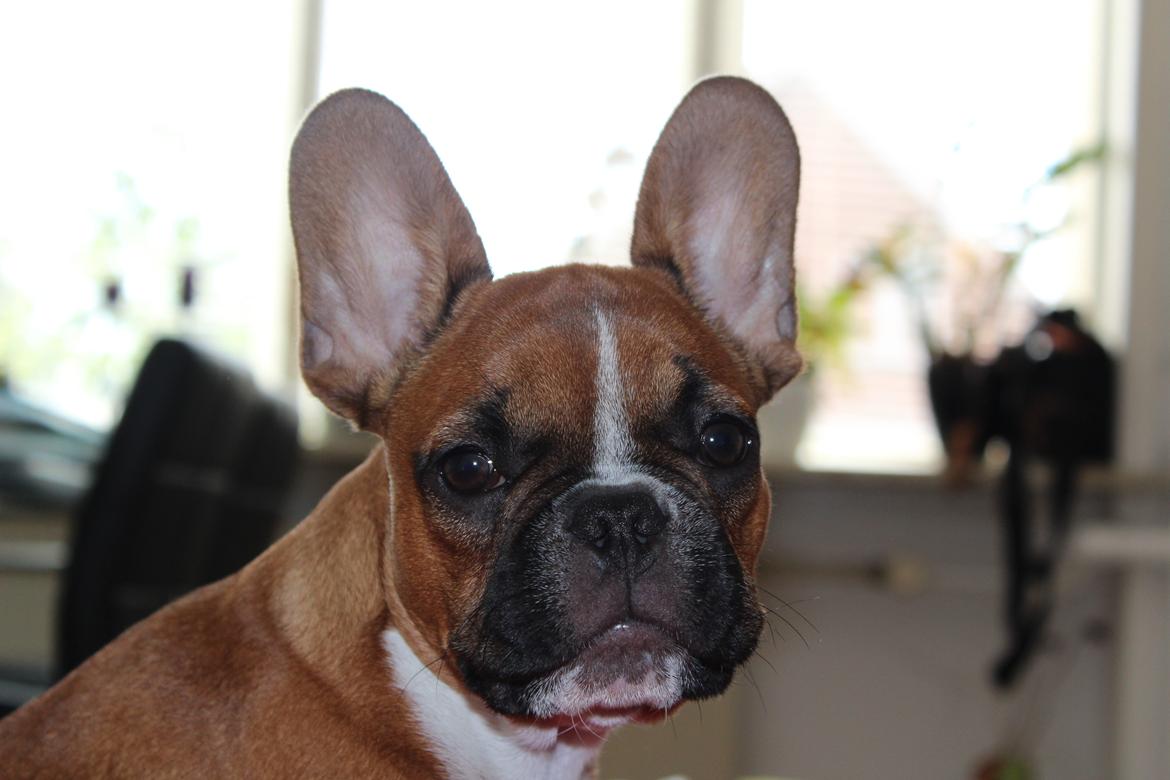 Fransk bulldog Arnold - 15 uger :-) billede 37