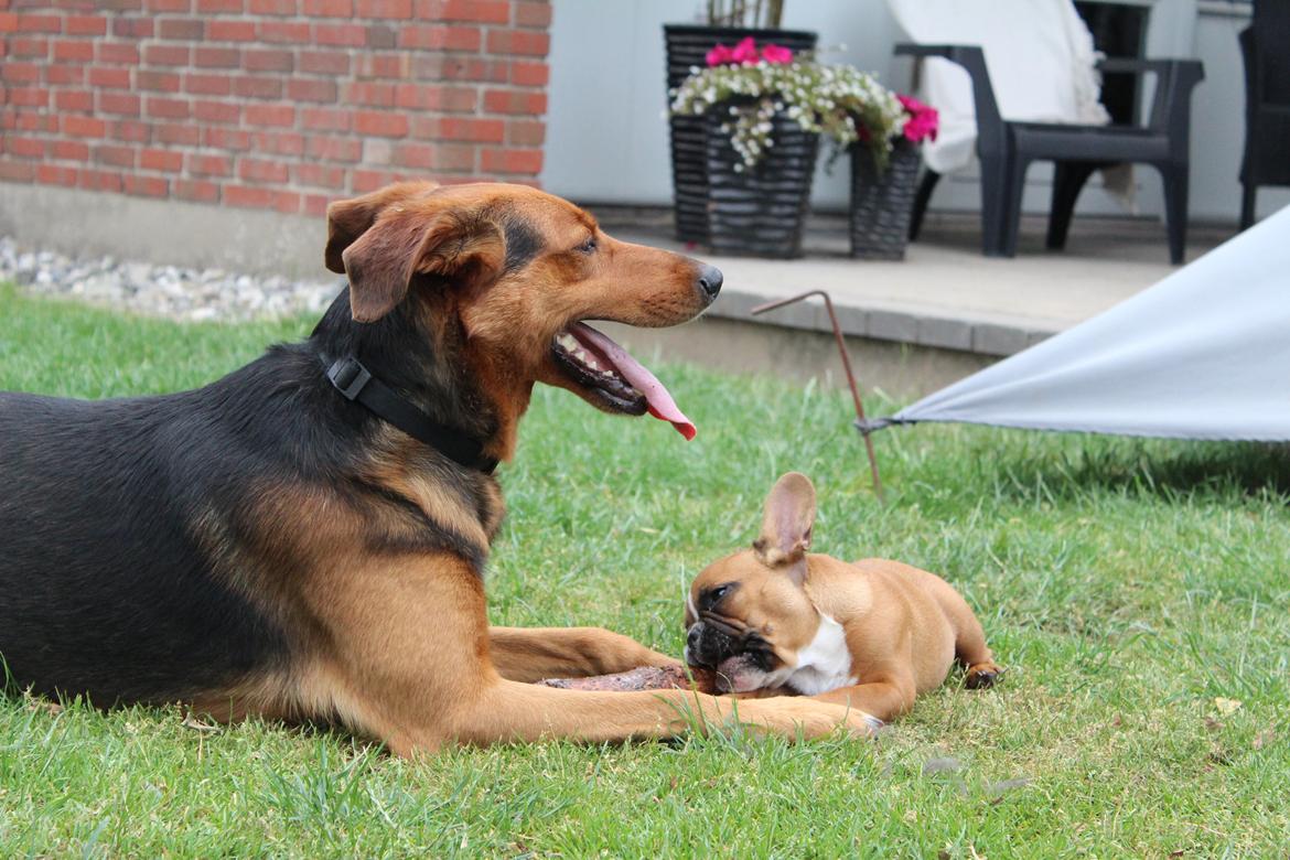 Fransk bulldog Arnold - En hyggestund sammen med Bisse :-) 14 uger. billede 42