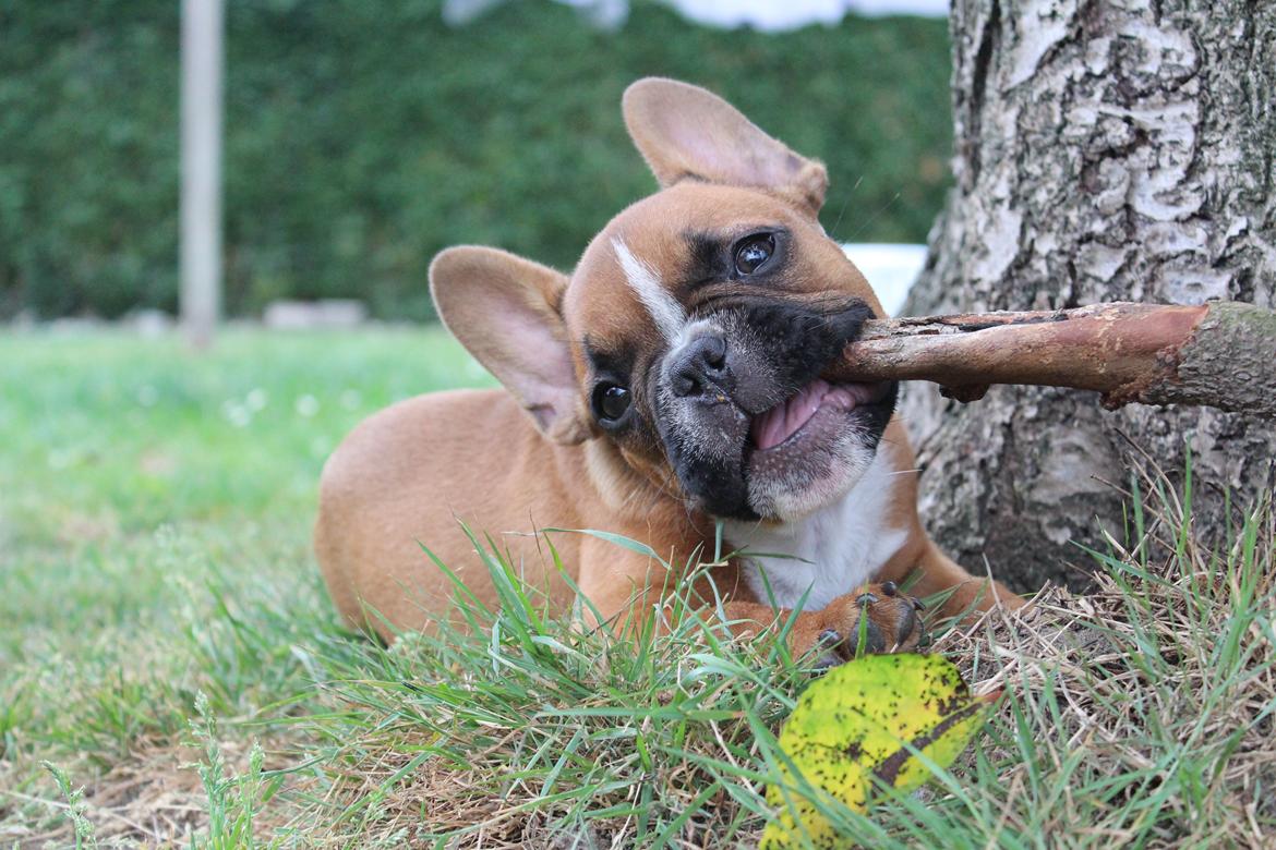 Fransk bulldog Arnold billede 45