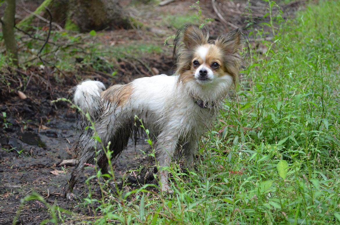 Blanding af racer Tali billede 21