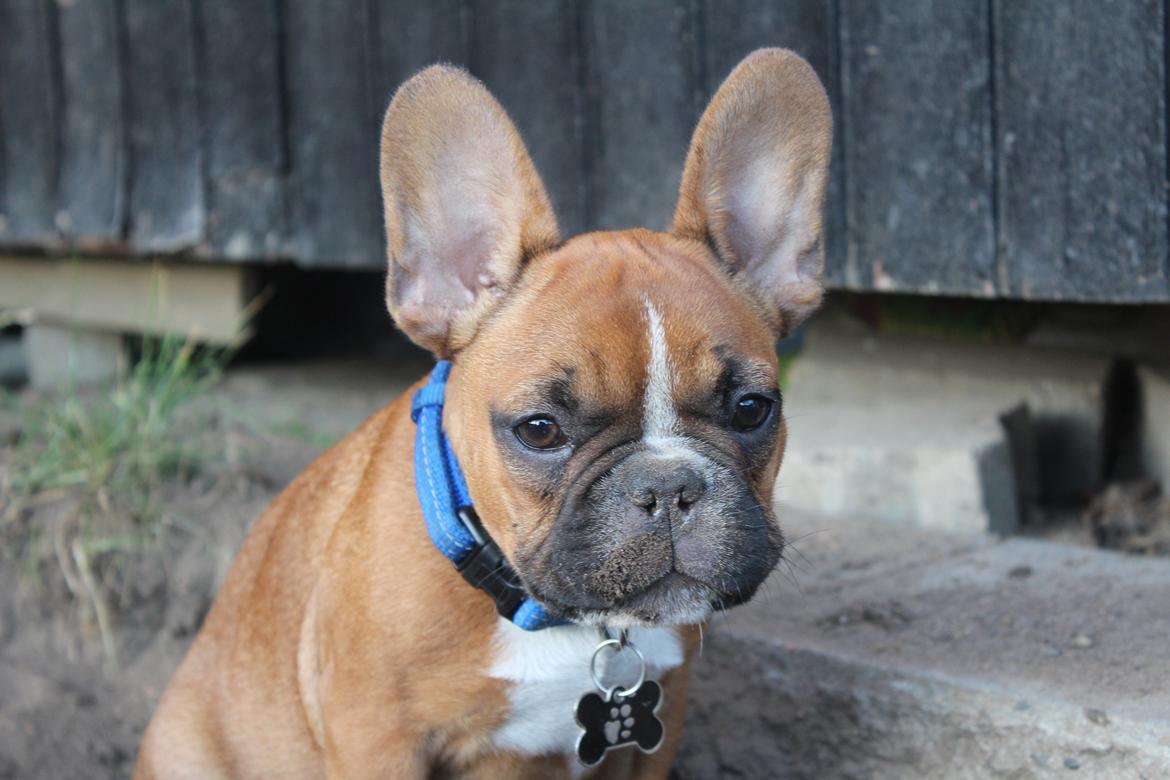 Fransk bulldog Arnold billede 41