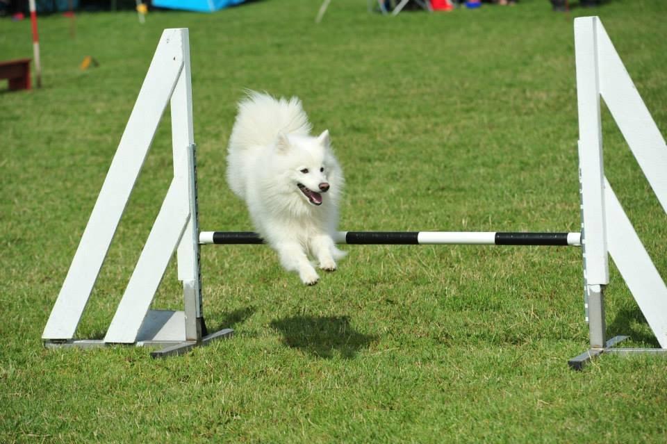 Japansk spids - Chiko - Agility Konkurrence DcH Odsherred d.11/08/2013
Foto: Jesper billede 3