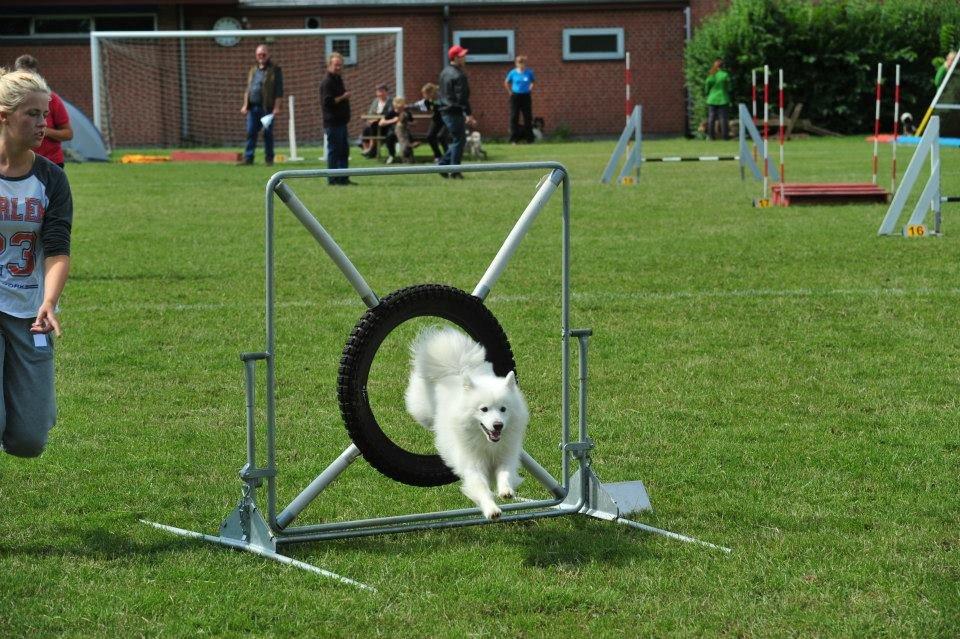 Japansk spids - Chiko - Agility Konkurrence DcH Odsherred d.11/08/2013
Foto: Jesper billede 8