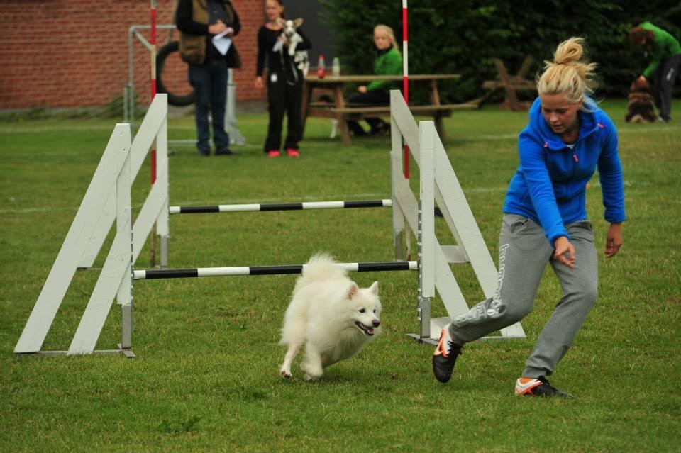 Japansk spids - Chiko - Agility Konkurrence DcH Odsherred d.11/08/2013
Foto: Jesper billede 17