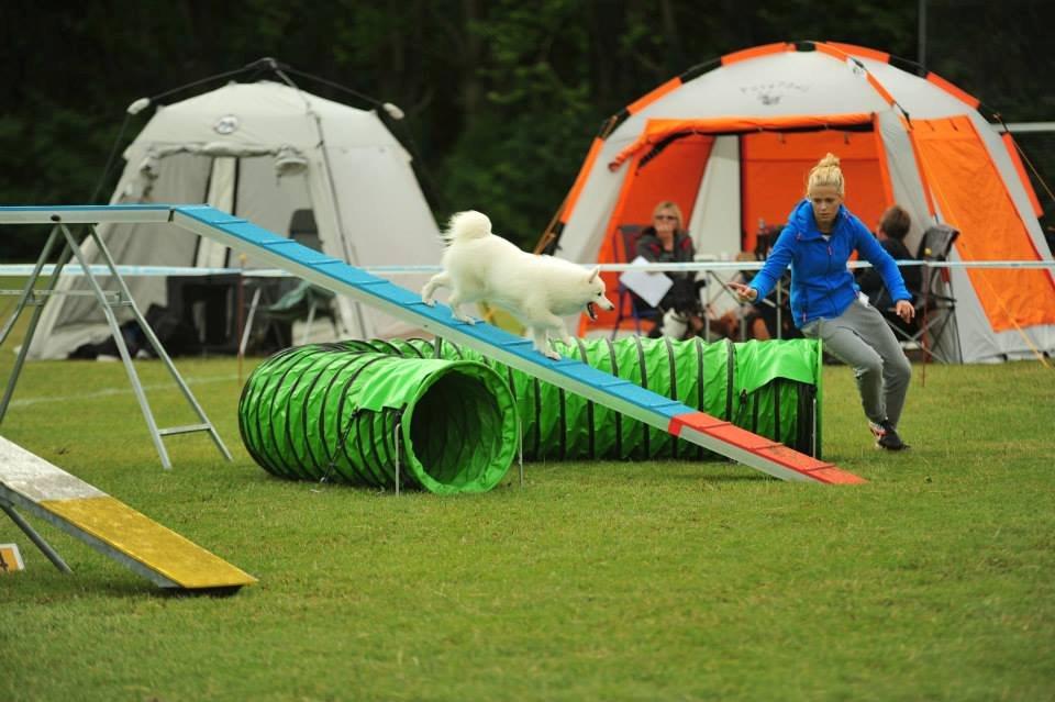 Japansk spids - Chiko - Agility Konkurrence DcH Odsherred d.11/08/2013
Foto: Jesper billede 15