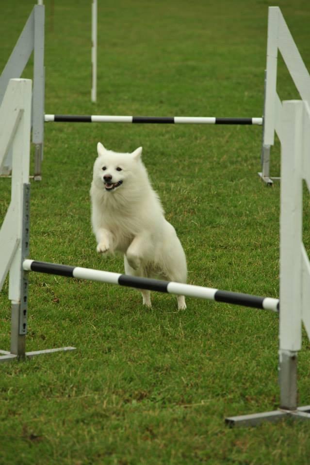 Japansk spids - Chiko - Agility Konkurrence DcH Odsherred d.11/08/2013
Foto: Jesper billede 13