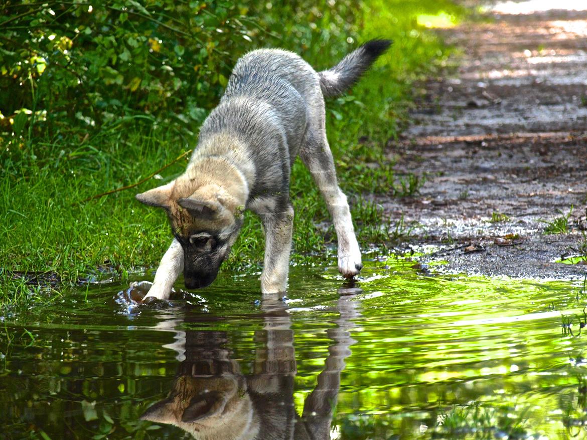 Siberian husky Wolf - Wolf 14 uger billede 28