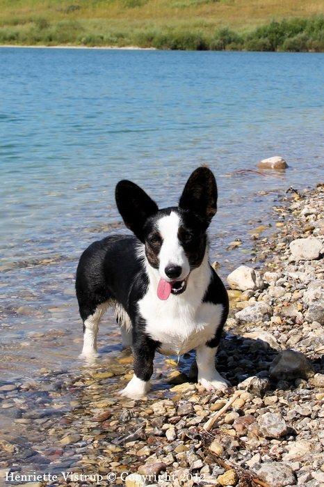 Welsh corgi cardigan Vistruphus Debbie billede 2