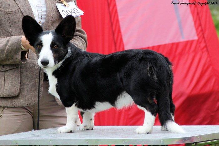 Welsh corgi cardigan Vistruphus Debbie billede 3