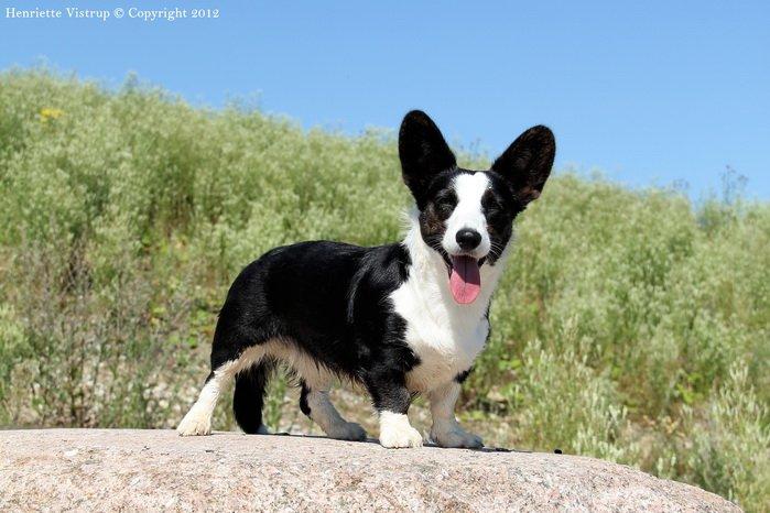 Welsh corgi cardigan Vistruphus Debbie billede 5