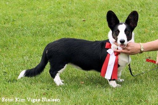 Welsh corgi cardigan Vistruphus Debbie billede 6