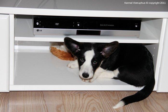 Welsh corgi cardigan Vistruphus Debbie billede 7