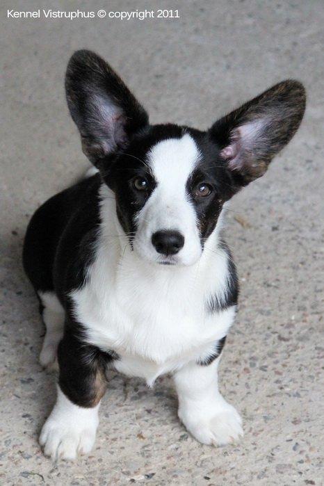 Welsh corgi cardigan Vistruphus Debbie billede 8