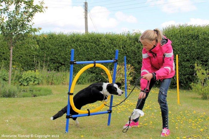 Welsh corgi cardigan Vistruphus Debbie billede 10
