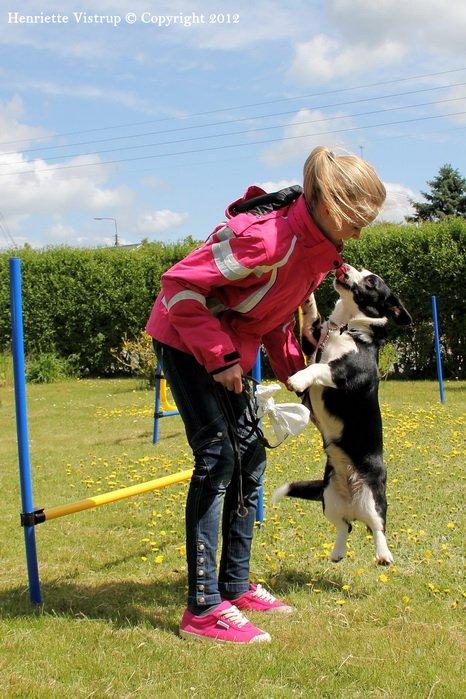 Welsh corgi cardigan Vistruphus Debbie billede 12